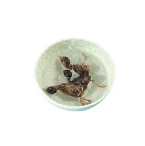 Grosir Pabrik Tiongkok makanan hewan peliharaan butiran kering beku 100% daging puyuh makanan ringan hewan peliharaan
