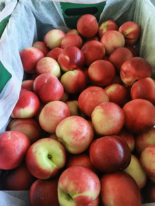 Affordable Fruit <strong>Sorting</strong> <strong>Machines</strong> for Sale High Efficiency and Precision <strong>Sorting</strong> Solutions at Discount Prices for Farmers - Product Image 3
