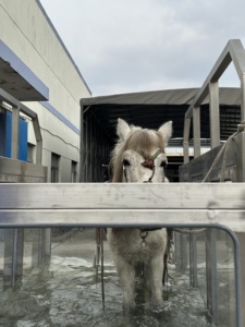 เครื่องวิ่งใต้น้ำสำหรับม้า EUR PET ทำจากสแตนเลส ทันสมัย คุณภาพสูง - Product Image 2