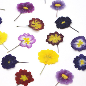 Fiori di <span class=keywords><strong>Primula</strong></span> Essiccati a Colore Naturale per Inviti di Nozze, Creazione di Candele e Decorazioni Fai-da-Te - Product Image 2