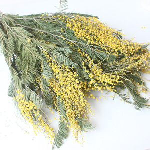 <span class=keywords><strong>Ramo</strong></span> de Mimosa preservado seco dorado Natural para velas perfumadas accesorios de fotos de Navidad decoración de pared de Instagram - Product Image 3