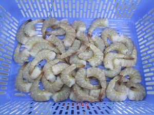 Đông Lạnh Chất Lượng Cao Nguyên Liệu Bóc Vỏ Vannamei Đông Lạnh Tôm Trắng Vannamei - Product Image 3