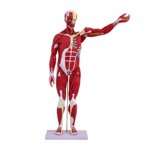 Maniquí de <span class=keywords><strong>ciencia</strong></span> médica, modelo de músculo masculino <span class=keywords><strong>humano</strong></span> de 80CM con 27 piezas, incluye órganos internos para entrenamiento y estudio anatómico - Product Image 3