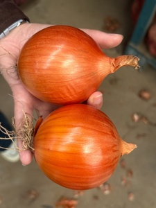 Cebollas Bawang <span class=keywords><strong>Bombay</strong></span> <span class=keywords><strong>de</strong></span> Alta Calidad, Tamaño Grande, <span class=keywords><strong>Precio</strong></span> al por Mayor, Exportación <span class=keywords><strong>de</strong></span> Vegetales Frescos, Cebolla Amarilla - Product Image 2