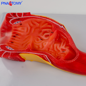 Con người hệ thống tiêu hóa giải phẫu mô hình nhựa đường ruột sinh học mô hình giảng dạy với trực tràng - Product Image 3