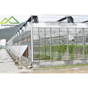 Коммерческий/сельскохозяйственный голландский Венло стеклянный Тепличный раствор под ключ для продажи с вентиляционной системой