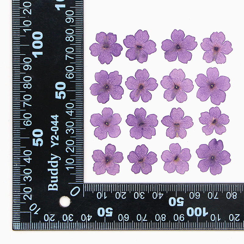Raisin violet teint 12 pcs/sac