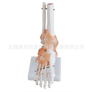 Modèle d'articulation du pied KBS/XC113A avec ligaments, modèle de pied, de fémur et de tibia, modèle squelettique humain - Product Image 2