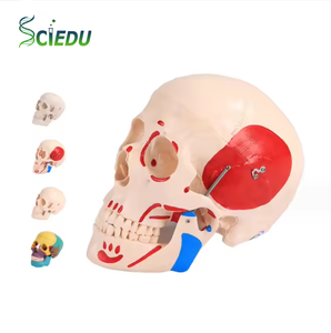 Modèle d'anatomie du crâne en 3 parties SCIEDU, modèle <span class=keywords><strong>de</strong></span> squelette en PVC, formation médicale, modèles d'anatomie humaine du crâne - Product Image 1