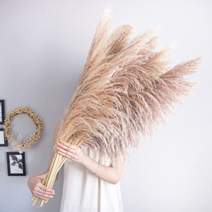 Pampas Home & Wedding trang trí tự nhiên cao Fluffy sậy pampas cỏ khô hoa & cây - Product Image 2