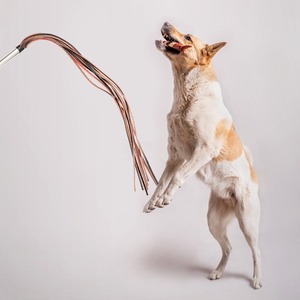 Auf Lager Großhandel für Hunde- & Katzen-Training: Professionelle Trainingspeitsche mit Ton – Modell XD13 - Product Image 4