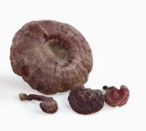 Tự nhiên màu đỏ Reishi Nấm bị hỏng bào tử chiết xuất bột <span class=keywords><strong>Ganoderma</strong></span> <span class=keywords><strong>lucidum</strong></span> tường-bị hỏng bào tử bột để bán - Product Image 4