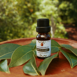 Huile essentielle de Mandravasarotra 100% pure – Distillée à la vapeur, biologique, en vrac, origine Madagascar, qualité aromathérapie - Product Image 2