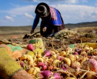 Cápsula de polvo de Maca amarilla, excelente calidad, superventas, de Perú