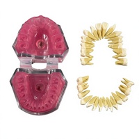 Modelo Profesional para Práctica de Extracción Dental con 28 Dientes Removibles |   Tipodonto de Estudio Anatómico para Entrenamiento de Estudiantes de Medicina
