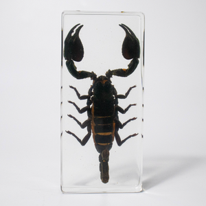 ทารันทูล่าแมลงจริงตัวอย่างแปลกประหลาด taxidermy การปรับแต่งอุปกรณ์การสอนแมลงจริงในตัวอย่างแมงมุมเรซิน - Product Image 5