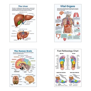 Póster de anatomía humana en inglés <span class=keywords><strong>con</strong></span> imagen/tamaño personalizado, póster artístico de pared en lienzo para aulas, hospitales, decoración del hogar, sin marco - Product Image 5