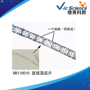 ชุดสไลด์โปรโตโซอาและสาหร่าย 20 ชิ้น สำหรับไมโครสโคปเพื่อการศึกษา - Product Image 5