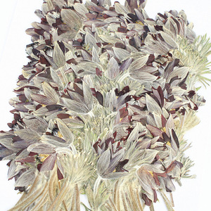 <span class=keywords><strong>Fiori</strong></span> di Pasquefiori Essiccati e Pressati all'Ingrosso per Inviti di Nozze, Decorazioni per la Casa, Fai-da-Te e Artigianato - Product Image 5