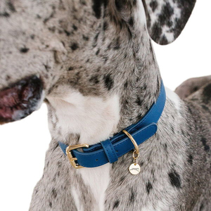 <span class=keywords><strong>Collar</strong></span> de cuero para perro, suministros para mascotas, diseño de moda, estilo simple - Product Image 5