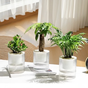 Nuovo Vaso per Fiori Trasparente ad Assorbimento Automatico dell'Acqua, Accessori da <span class=keywords><strong>Giardino</strong></span>, Fioriere con Assorbimento Automatico dell'Acqua - Product Image 5