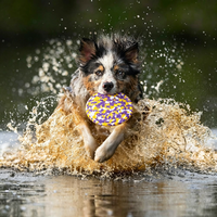 Weiches, Ungiftiges EVA-Schaum Welpen-Flugspielzeug, Hunde-Kauspielzeug für Kleine Rassen, 3 bis 6 Monate Alt, für Drinnen