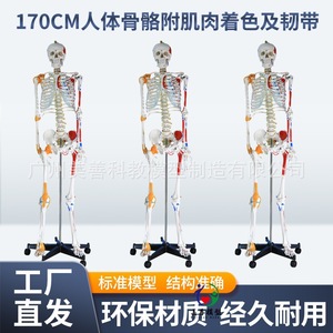 Modèle de squelette humain à corps entier de 170 cm avec structure détachable pour le yoga, incluant les muscles, les ligaments, le bassin, etc. - Product Image 4