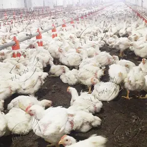 Etiyopya'da yüksek kaliteli tam otomatik kazan tavuk evi tavuk çiftliği sistemi