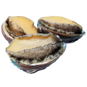 Nieuw Product Verkopen Ingeblikte Gedroogde Bevroren Verse Paua Abalone Prijs Fabriek Groothandel