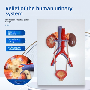 Medizinische Wissenschaft PVC-Trainings modell Urologie-Relief-Design für die Anatomie-Ausbildung Nieren-Ureter-Blasen-Harnröhre - Product Image 5
