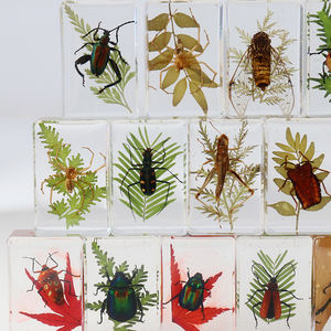 राल नमूना बग संग्रह में अंधेरे वास्तविक कीट पत्ती पौधे के बग में चमक - Product Image 5