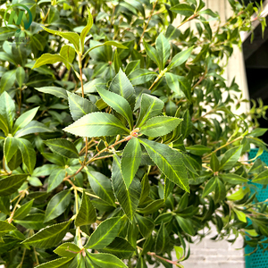 Arbres japonais <span class=keywords><strong>Pieris</strong></span> Japonica en fibre de verre à tronc détaché personnalisé hautement simulé pour l'aménagement paysager de jardin extérieur - Product Image 4