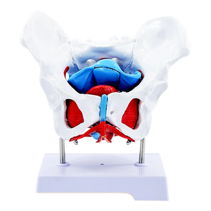 Modelo Anatómico de Pelvis Femenina <span class=keywords><strong>y</strong></span> Músculos del Suelo Pélvico, Estructura Pélvica Humana - Product Image 6
