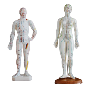 Modelo Anatómico de Ciencias Médicas ADA, Herramienta de Entrenamiento, Modelo de Acupuntura Femenina de 48 cm, Modelo de Demostración de Enfermedades de 26 cm - Product Image 1