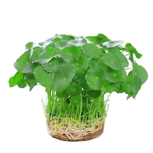Planta Hidropónica de Hierba del Dinero de Cobre, Planta Hidropónica de Hierba del Dinero Dorada para Interiores, en Maceta, para Mesa de Salón, Fácil de Cultivar - Product Image 2