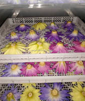 Séchoir à bande maillée automatique pour fruits et légumes, chambre de séchage mobile à pompe à chaleur, équipement de four électrique pour produits alimentaires et agricoles