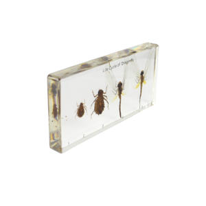 รอบชีวิตของแมลงแมลงปีกแมลงวันเพื่อแสดงประวัติชีวิตของตัวอย่างแมลงในห้องเรียนแมลงปีกแมลงวันเพื่อการศึกษาวิทยาศาสตร์ - Product Image 6