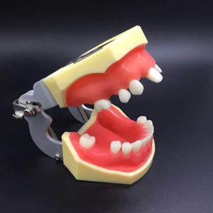 학생들이 연습 모델을 심는 치과 훈련 연습 시뮬레이션 모델 - Product Image 5