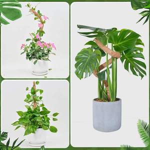 Grandes perches en fibre de coco naturelle pliables de 100 cm pour la vente en gros - Design minimaliste écologique pour la croissance des plantes grimpantes Monstera, <span class=keywords><strong>jardin</strong></span> domestique - Product Image 5