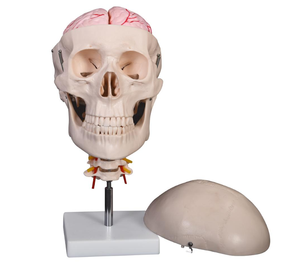 Modelo de <span class=keywords><strong>esqueleto</strong></span> de cráneo humano de 8 partes con cerebro y columna <span class=keywords><strong>cervical</strong></span> para ciencia médica - Product Image 1
