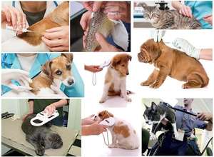 Microchip per Animali 134.2KHz RFID EM4305, Mini Tag in Bio-Vetro con Rivestimento in Parilen, ISO11784/<span class=keywords><strong>5</strong></span>, Durevole per Cani, Gatti, Pesci, Identificazione Animali Domestici - Product Image 5