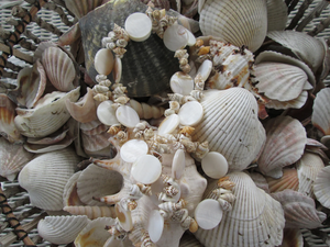 Cordon personnalisé en coquillages naturels, résistant à l'eau, longue chaîne pour téléphone portable, porte-carte d'identité, chaîne de téléphone portable personnalisée en coquillages - Product Image 4