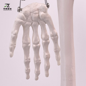 Maniquí de PVC de Alta Calidad, Tamaño Real, con Huesos Humanos y Sistema Cardiovascular, Modelo de Entrenamiento Médico Avanzado - Product Image 4
