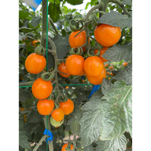 Dolce succosa piccola ciliegia gialla pomodoro frutta fresca cina frutta - Product Image 4