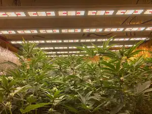 Venta superior Ahorro de energía y larga vida útil 1000W LED luces de crecimiento de plantas Luz de espectro completo adecuada para el cultivo de verduras