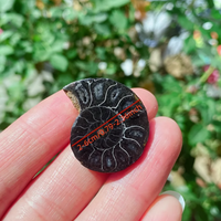 Vente en gros de pierres fossiles d'ammonites noires à coquille brute unique pour la décoration intérieure de bureaux de luxe