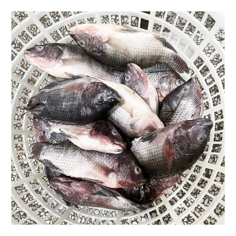 Kualitas Premium Tilapia IQF Ukuran Frozen Frozen Seluruh Putaran Harga Grosir Tilapia