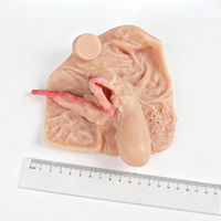 Maniquí de PVC para Ciencias Médicas, Modelo Anatómico de Genitales Internos y Externos Masculinos, Herramienta de Enfermería de Plástico