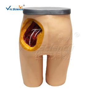 Modèle avancé d'injection de muscle fessier et de structure anatomique en PVC