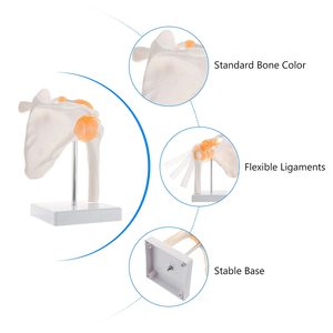 Khoa Học Y Tế, Mô Hình Giải Phẫu Vai Cỡ Sống Chất Lượng Cao Và Giá Cả Tối Ưu Để Giảng Dạy Mô Hình Xương PVC - Product Image 6